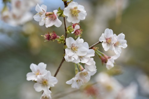  The most prolific of poets in Edo period Japan, Matsuo Bashō set aside his aristocratic literary ca