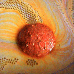 lushlushandaway: Yoga bath bomb, Lush Oxford Street 2015