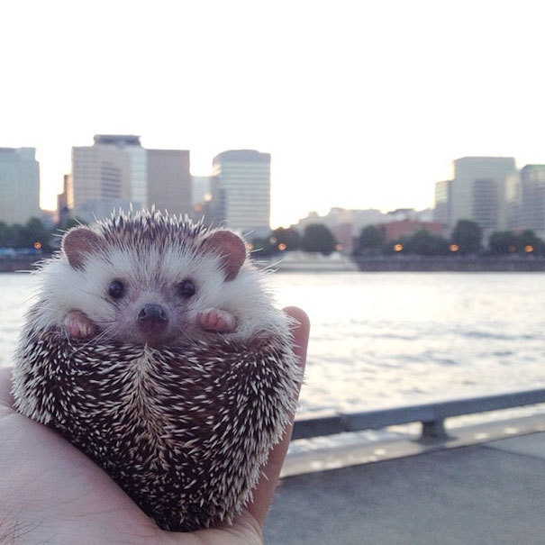 indoor-plants:  fairylene:  the adventures of a cute hedgehog ｡◕‿◕｡  So