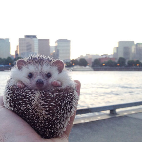 indoor-plants:  fairylene:  the adventures of a cute hedgehog ｡◕‿◕｡  So fucking majestic 