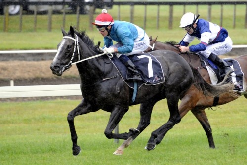 all-the-horses: Thee Auld Floozie Mastercraftsman x Thee Auld Hussie Thoroughbred, Stallion Born 201