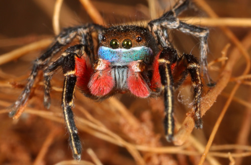 onenicebugperday:Jumping spider, Habronattus americanus, SalticidaeFound in the western United State