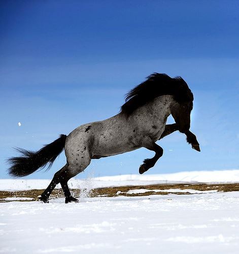 Blue roan quarter horse stallion