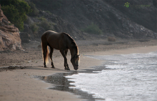 transperceneige:DERROCHE, pure spanish horse, by Juliane Meyer.