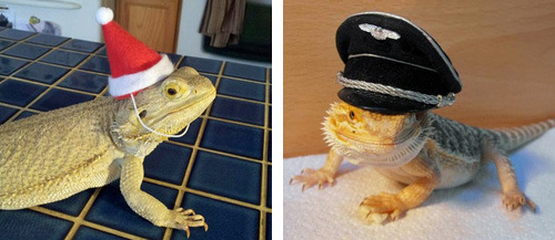tastefullyoffensive:  Bearded Dragons Wearing Hats