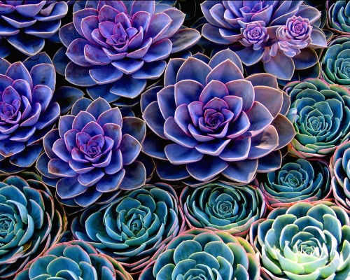 root-beer-riku:myend-ismybeginning:Succulents@frostisass