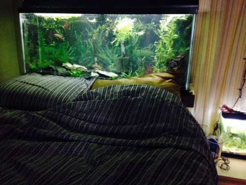 Gotta have a fish tank for a headboard!