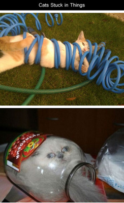 tastefullyoffensive:  Cats Stuck in Things [via]