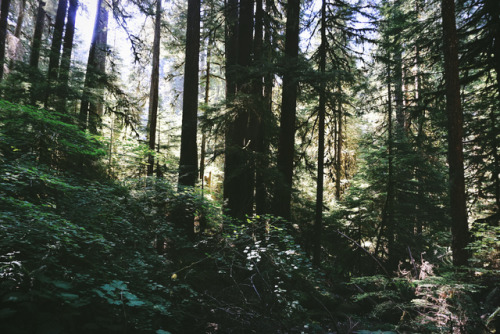 stepontotheplanet:Forest in Washington