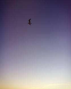 at Manhattan Beach Pier