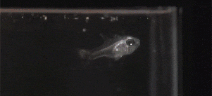 sixpenceee:  Ostracods eject light when they’re threatened  The ostracod isn’t