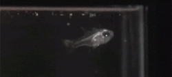 Sixpenceee:  Ostracods Eject Light When They’re Threatened  The Ostracod Isn’t