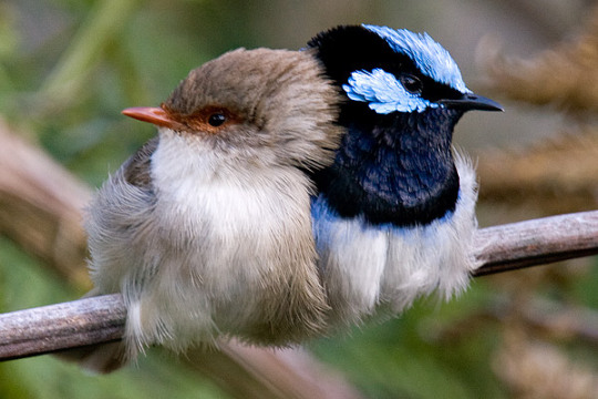 cuddling fairy wrens adult photos