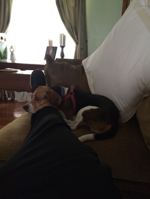 The cutest beagle you will ever meet. Allow me to introduce you to benji. 