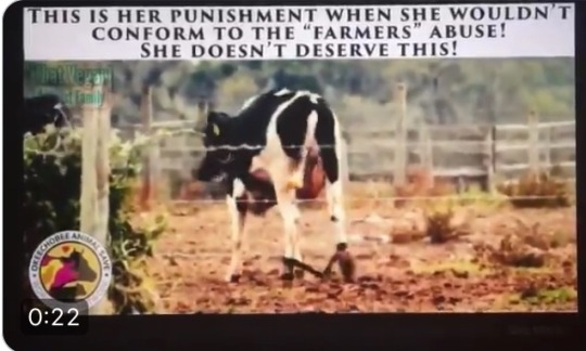 dairyisntscary: Cow hobbles  Been seeing porn pictures