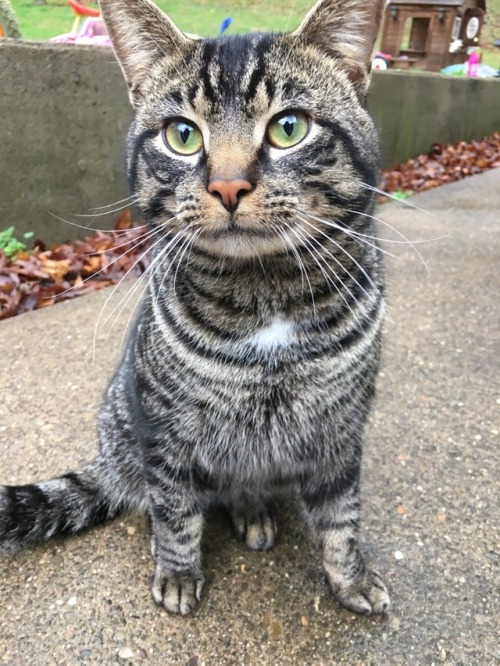 circulargoat:i saw a beautiful cat today!!!So!!!! Stripey!!!!