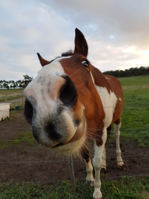 theanxiousracehorse:Snoot snoot