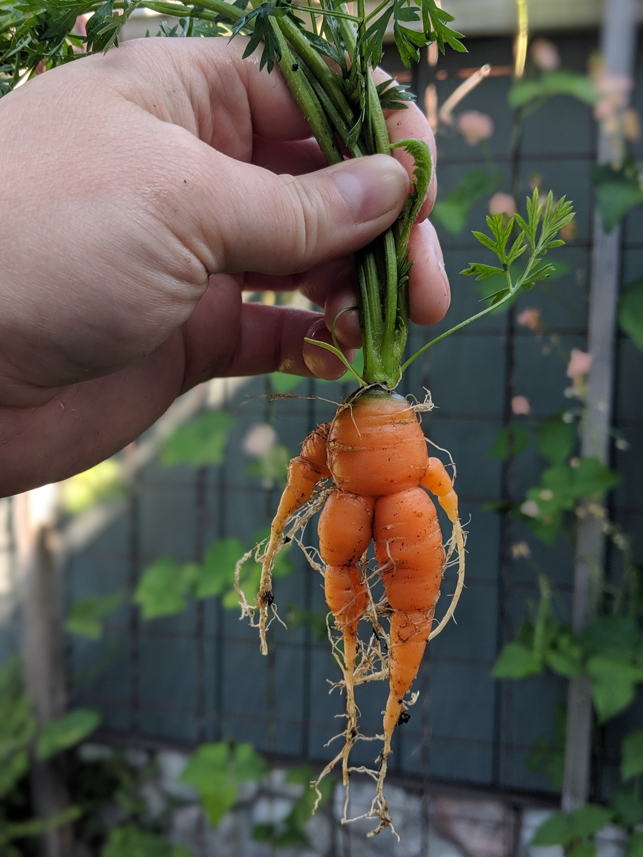 kikitr0n:  I have a new carrot child