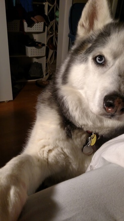 awwww-cute:  My sick wife’s cough scares our dog, so he goes over to her side of the bed with every cough and tentatively offers a paw