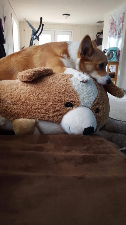 corgi-addict:Rufus lounges around on his plushy dopple-corgisource: imgur.com/r/corgi/Mdxxb98