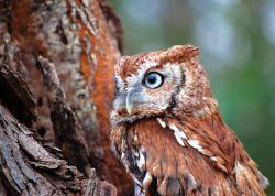 owlsday:  Eastern Screech Owl by Cynthia