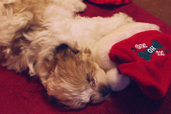 vimmuse:  Puppy’s First Christmas 