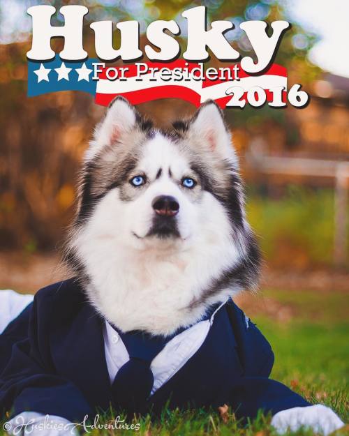 huskiesadventures - Newest candidate running for the presidency....