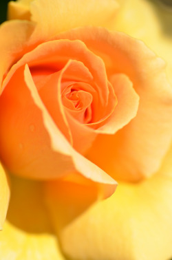 blooms-and-shrooms:   	Rose（玫瑰） by