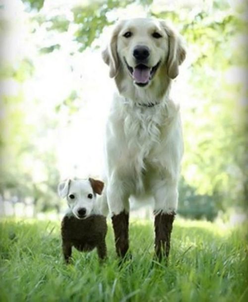 thepaintedbench: Muddy Pals