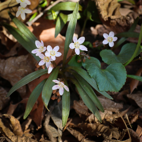 Too sweet !   It’s time for the spring ephemerals to enjoy their moment in the sun.  These magical f