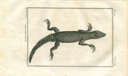 1802 Lizard Antique Print, Stellion Azuré, Buffon