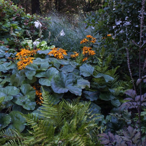 Enduring the heat, Desdemona flowers on! Lots of color added to the August shade garden.