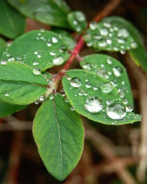 Droplets on leaves#raindrops #rain #leaves #closeup #macro #macrophotography #instadaily #instanat