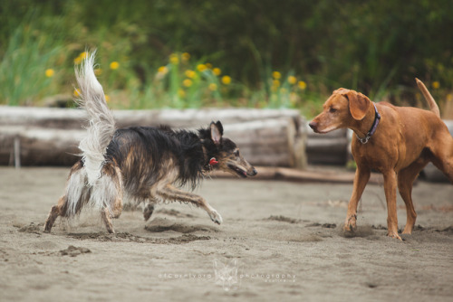 ofcarnivora:When you want to make new friends, but derps too hard.