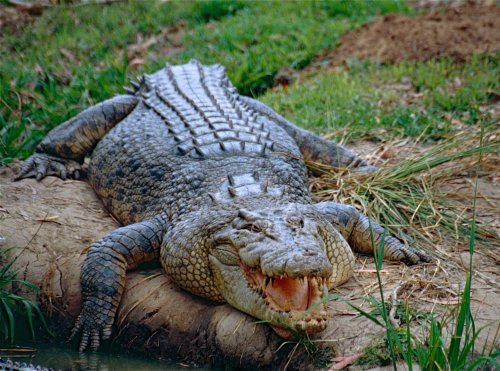 The largest reptilian species alive today? That would be the saltwater crocodile (Crocodylus porosus