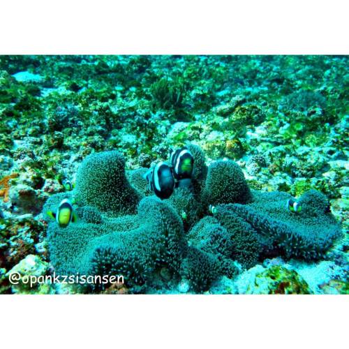 Mom, dad, brother and sisterB/W family#mantapoint #labuanbajo #cndive #komodo #flores #ntt #indo