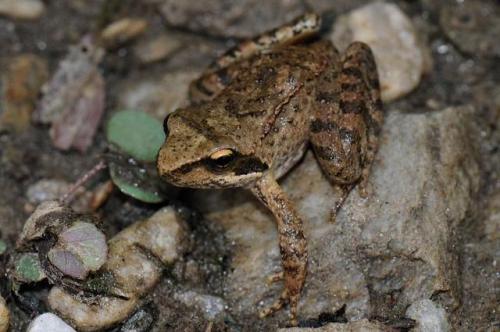 taxifying-life:Greek stream frogRana graeca© Daniel Jablonski