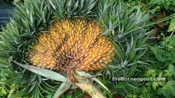 biodiverseed: If a pineapple inflorescence is exposed to excessive heat or excessive