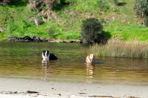 He took one leap into the river and decided not today satan. harley & saxon however would have b