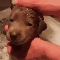 Puppy Stimboard ▼⁠・⁠ᴥ⁠・⁠▼
