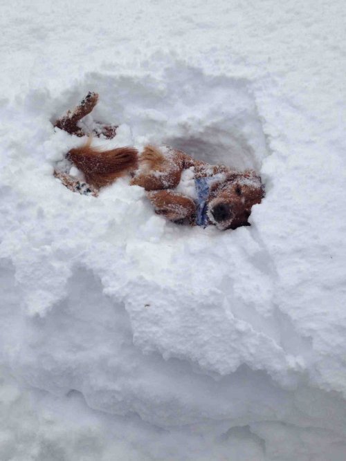 Dog Porn Snow - cute-overload: So my dog jumped in the snow not realizing how deep it  was..http://cute-overload.tumblr.com Tumblr Porn