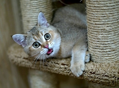 mostlycatsmostly:  (via Tanya270363) 