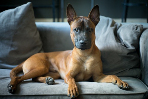 handsomedogs:    Kiba / / Nathan Tia   