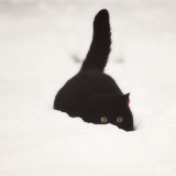 seananmcguire:seananmcguire:CATS.  SNOW.  CATS.  SNOW.  CATS IN SNOW!!!It comes back to my dash, I p