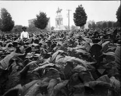 vamosranya:  Tobacco fields on Monument Avenue