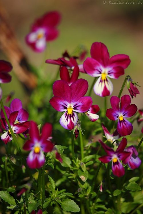 Horned Violet, Bedding Pansy, Tufted Pansy / Hornveilchen ‘Bunny Ears’ (Viola cornuta) S