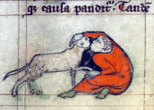 kissing a catbook of hours, Flanders 14th century.Baltimore, The Walters Art Museum, Walters Manuscr