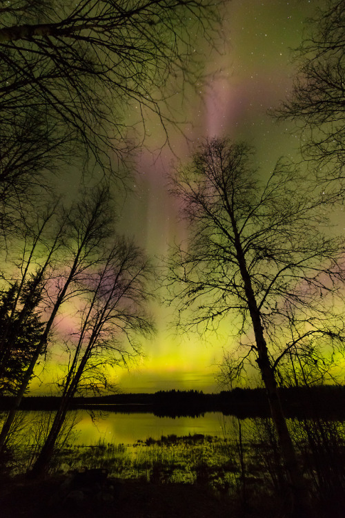 s-m0key:Vivian Lake. Prince George, Northern British Columbia, Canada. | By - Robert Downie