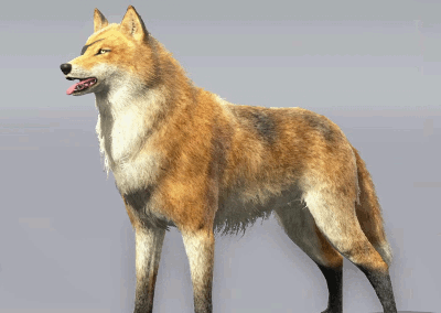 bear-montana:      Metal Gear Solid V: The Phantom Pain – Customization  D-Dog