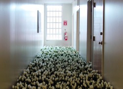 boyirl:  Bloom - 28,000 Potted Flowers Installed at the Massachusetts Mental Health Center by Anna Schuleit  